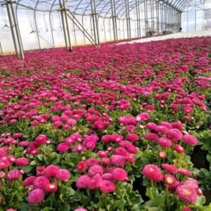 Stokrotka Stokrotki ciemno różowa 12 szt. PRODUCENT