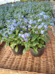 Niezapominajka niebieska Zestaw 6 szt. PRODUCENT