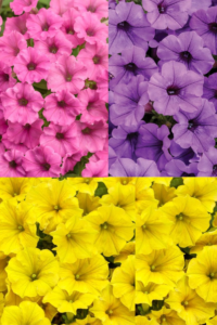 Supertunia Mini Vista Mix kolorów Zestaw 6 szt. Trójkolorowa