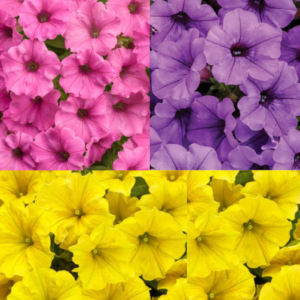 Supertunia Mini Vista Mix kolorów Zestaw 6 szt. Trójkolorowa