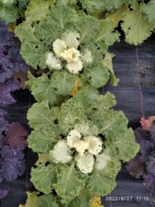 Kapusta Ozdobna biała SADZONKA 2 szt.