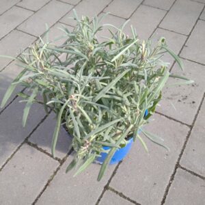 Lawenda wąskolistna Provence Duża Sadzonka