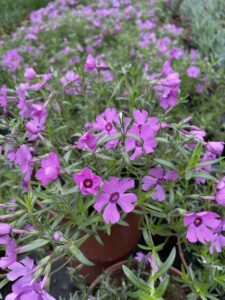 Płomyk szydlasty Floks Fabulous Dark Rose Eye Różowy Dywan