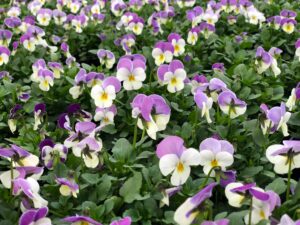 Bratek Bratki Fiołek ogrodowy drobnokwiatowy fioletowo-biały 12 szt. PRODUCENT