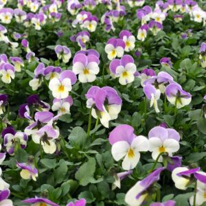 Bratek Bratki Fiołek ogrodowy drobnokwiatowy fioletowo-biały 12 szt. PRODUCENT