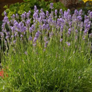 Lawenda wąskolistna Munstead Duża Sadzonka