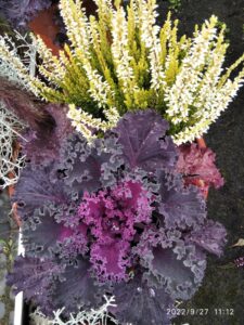 Kapusta Ozdobna fioletowa SADZONKA 2 szt.