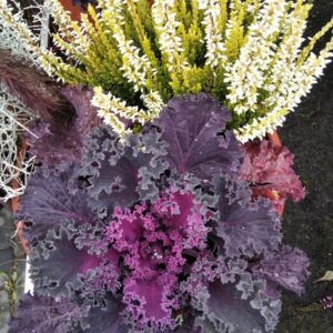 Kapusta Ozdobna fioletowa SADZONKA 2 szt.