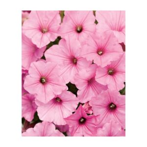 Supertunia Vista Bubblegum sadzonka