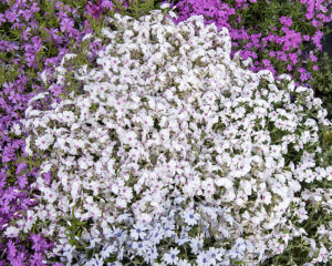 Płomyk szydlasty Floks Amazing Grace Kwiecisty Dywan