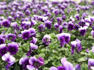 Bratek Bratki Fiołek ogrodowy drobnokwiatowy fioletowy 12 szt. PRODUCENT