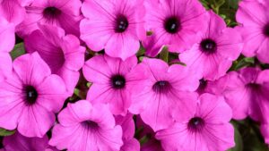 Supertunia Vista samoczyszcząca Surfinia Zestaw 6 szt.