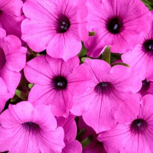 Supertunia Vista samoczyszcząca Surfinia Zestaw 6 szt.