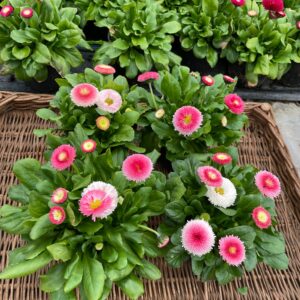 Stokrotka Stokrotki różowa 12 szt. PRODUCENT