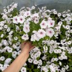 Supertunia Vista SILVERBERRY sadzonka