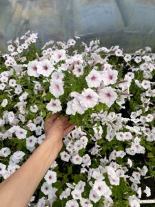 Supertunia Vista SILVERBERRY sadzonka