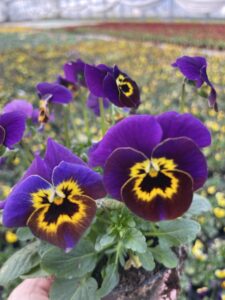 Bratek Bratki Fiołek ogrodowy drobnokwiatowy fioletowy z oczkiem 12 szt. PRODUCENT