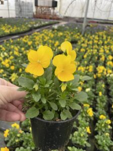 Bratek Bratki Fiołek ogrodowy drobnokwiatowy żółty 12 szt. PRODUCENT