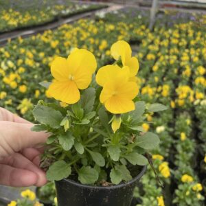 Bratek Bratki Fiołek ogrodowy drobnokwiatowy żółty 12 szt. PRODUCENT