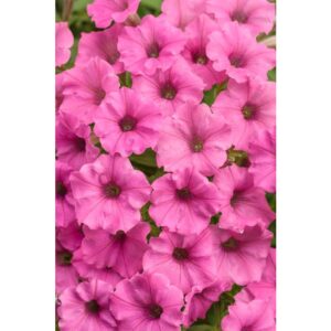 Surfinia Supertunia Mini Vista Hot Pink Zestaw 6 szt.