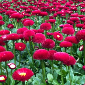 Stokrotka Stokrotki czerwona 6 szt. PRODUCENT