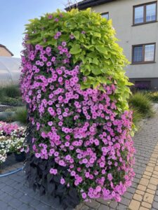Supertunia Vista 3 szt. Bubblegum i 3 szt. Silverberry