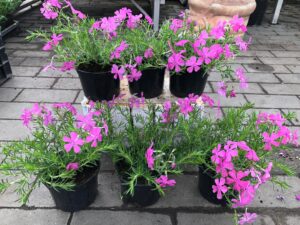 Płomyk szydlasty Floks różowy Różowy Dywan Bylina