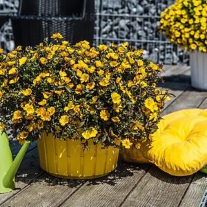 Portulaka zwisająca żółta 6 szt. SADZONEK