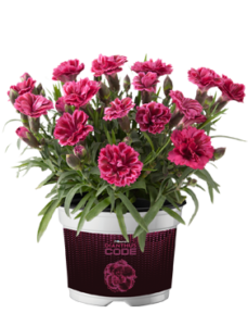 Goździk ogrodowy Code Bicolour wieloletni zestaw 6 szt.