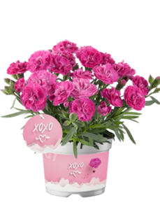 Goździk ogrodowy Code Pink wieloletni zestaw 6 szt.