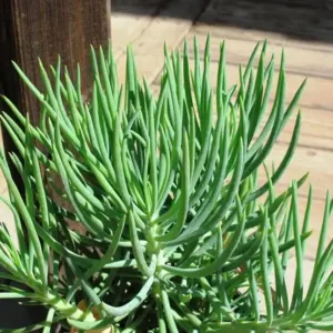 Pozostałe rośliny balkonowe